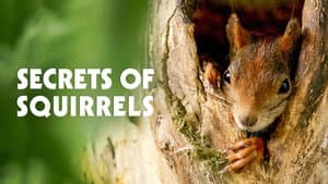 Ecureuils, les acrobates de la forêt — foto 1