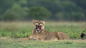 The Last Lioness: Birth of a Pride — foto 1