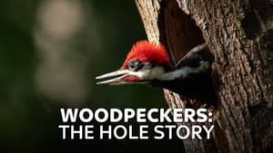 Woodpeckers: The Hole Story — foto 1