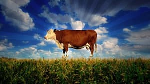 Food, Inc. — foto 1