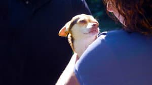 Sabuesos — foto 4