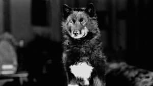Balto - helten fra Alaska — foto 7