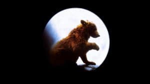 El oso — foto 9