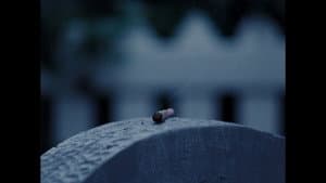 BUD — foto 2