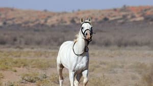 Tornado and the Kalahari Horse Whisperer — foto 2