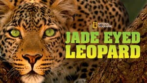Jade Eyed Leopard — foto 7