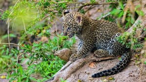 Die Leopardin — foto 3