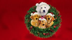 Santa Buddies — foto 11
