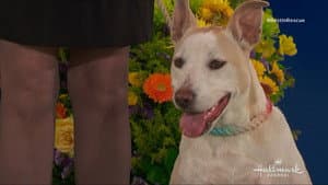The 2018 American Rescue Dog Show — foto 7