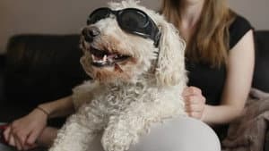 In Dog Years — foto 2