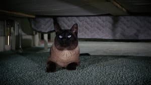 Un gato del F.B.I. — foto 9