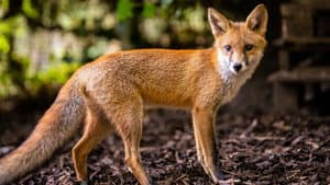 Foxes: Their Secret World — foto 2