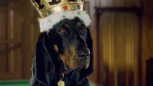 The Duke — foto 9