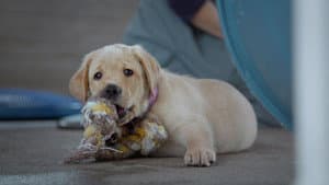 Pick of the Litter — foto 3