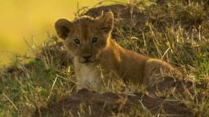 Peur sur la savane — foto 1