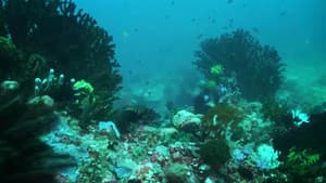 Dyesebel — foto 10
