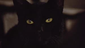 Black Cat: Gatto nero — foto 5
