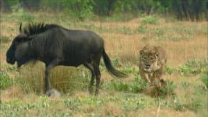 The Last Lioness — foto 1