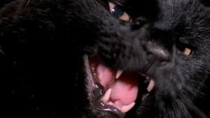 Black Cat: Gatto nero — foto 6