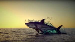 Noah’s Shark — foto 3