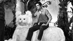 Jacques Demy, le rose et le noir — foto 11