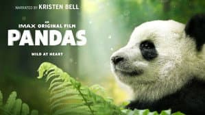 Pandas: El camino a casa — foto 3