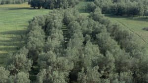 A través de los olivos — foto 1
