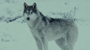 Loup — foto 2