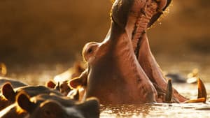 Hippo vs Croc — foto 6