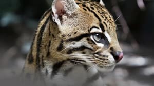 En lo profundo del corazón (Deep in the Heart: A Texas Wildlife Story) — foto 4