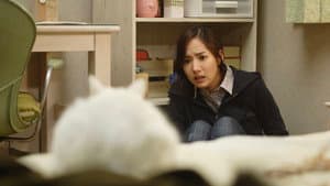 고양이: 죽음을 보는 두 개의 눈 — foto 4