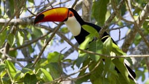 Secrets of Our Living Planet — foto 6