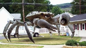 Queen Crab — foto 1