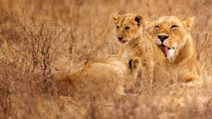 Lion Kingdom — foto 2