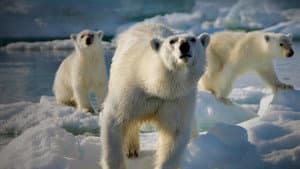 Frozen Planet — foto 3