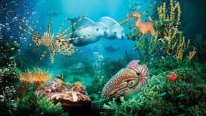 Under the Sea 3D — foto 1