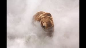 Terre des ours — foto 3