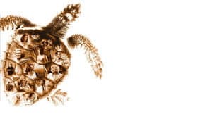 Loggerheads — foto 2