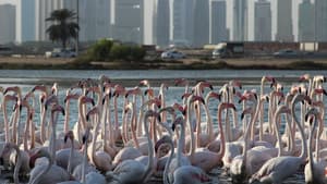 Wild Dubai — foto 1