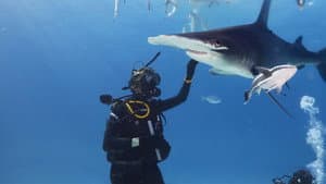 Shark Gangs — foto 3