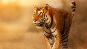 Wild Cats of India — foto 1