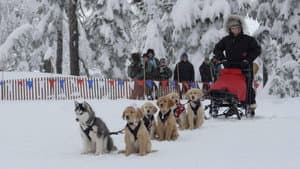 Snow Buddies: Cachorros en la nieve — foto 8