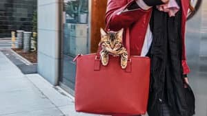 Gente de gatos — foto 2