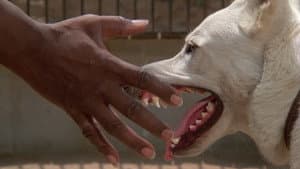 Perro blanco — foto 11