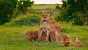 Brotherhood of Lions — foto 5