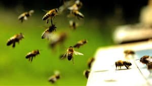 Hive Alive — foto 1