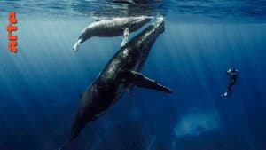 Quand baleines et tortues nous montrent le chemin — foto 1