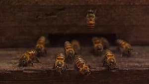 Plan Bee — foto 1