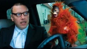 Bang Bang, Orangután — foto 5