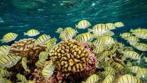 Ocean Paradise — foto 3